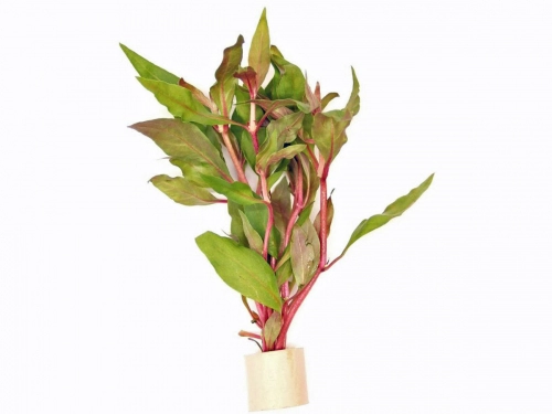 Kleines rotes Papageienblatt - Alternanthera reineckii sp. TR
